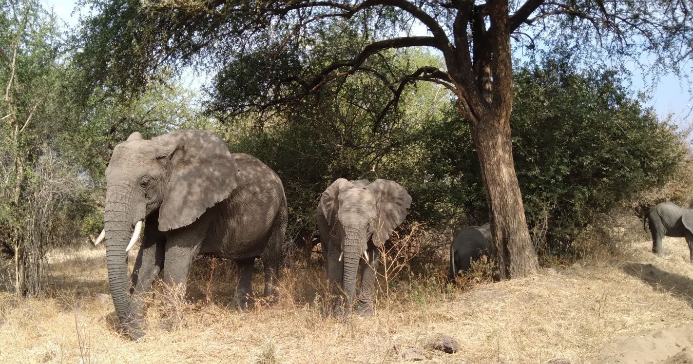 Elephant 5