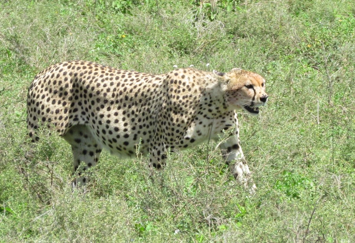 Cheetah 1