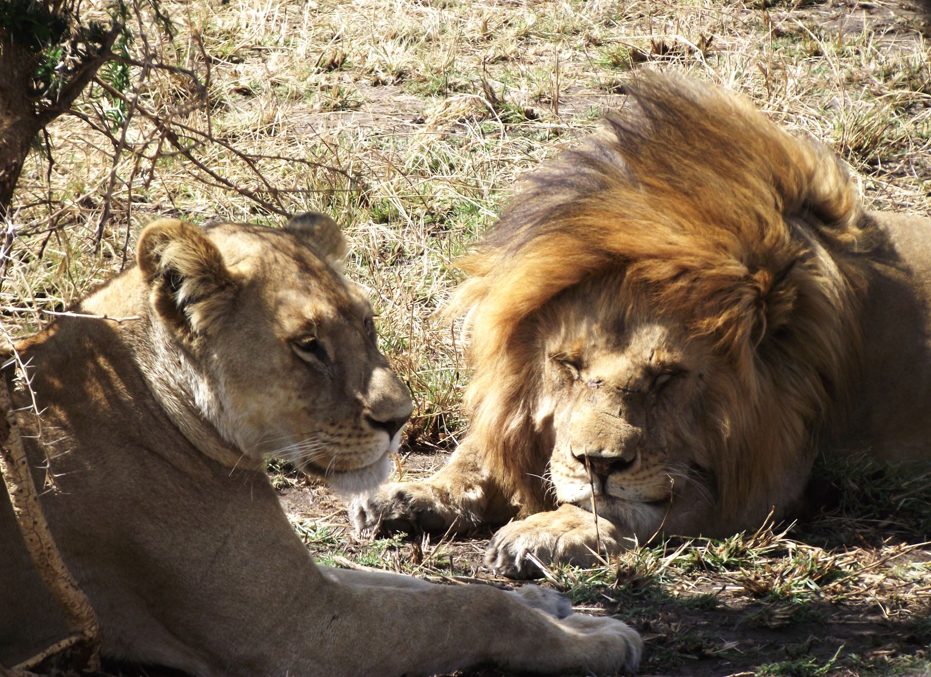 Lion 9