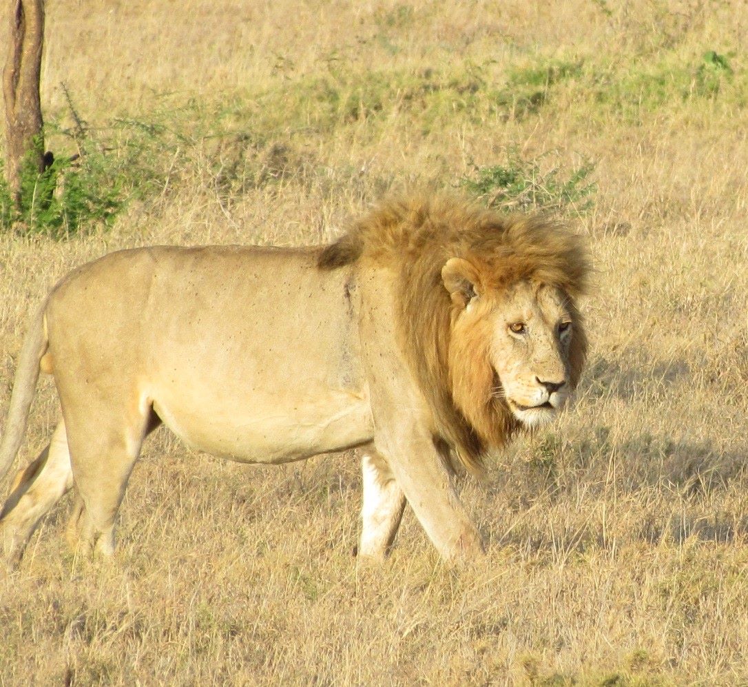 Lion 3