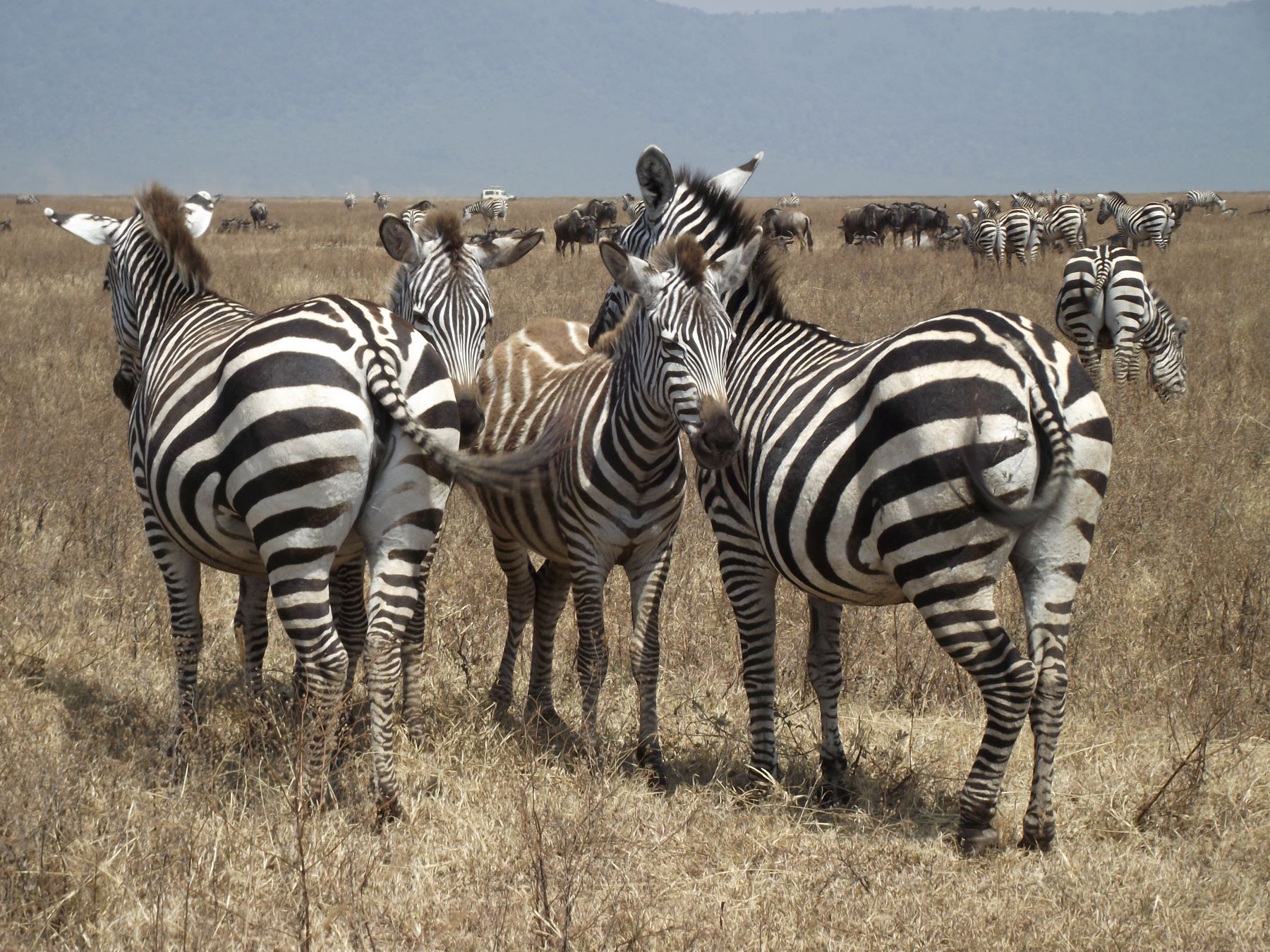 Zebra 3